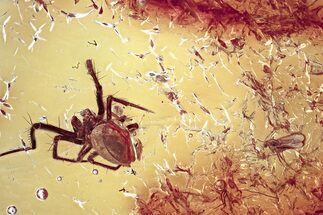 Fossil Spider (Araneae) & True Midge (Chironomidae) In Baltic Amber #367505
