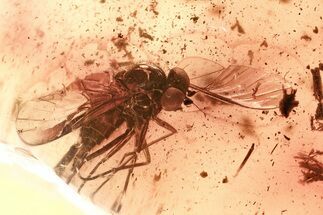 Detailed Fossil Predatory Snipe Fly (Rhagionidae) In Baltic Amber #367528