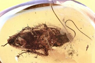 Detailed Fossil Cockroach (Blattodea) In Baltic Amber - Rare! #367529