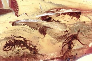 Fossil Fungus Gnat Swarm (Mycetophilidae) In Amber #367531