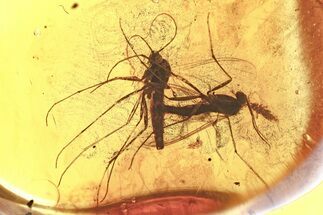 Detailed Fossil Fungus Gnats and Springtail In Baltic Amber #367533