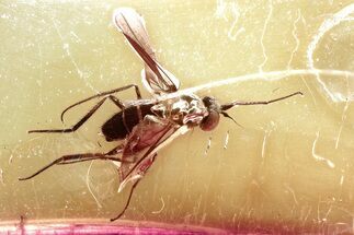 Detailed Fossil Long-Legged Fly (Dolichopodidae) in Baltic Amber #367538