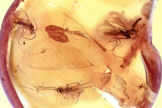 Three Fossil Dark-Winged Fungus Gnats (Sciaridae) In Baltic Amber #367540