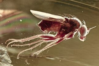 Detailed Fossil Long-Legged Fly (Dolichopodidae) in Baltic Amber #367546