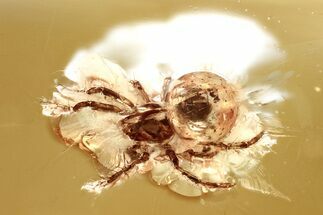 Fossil Spider (Araneae) & True Midge (Chironomidae) In Baltic Amber #367548