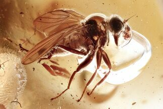 Detailed Fossil Dance Fly (Hybotidae) In Baltic Amber #367549