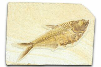 Detailed Fossil Fish (Diplomystus) - Wyoming #367558
