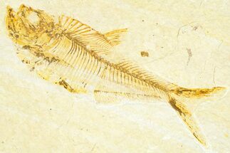 Detailed Fossil Fish (Diplomystus) - Wyoming #367561
