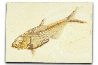 Detailed Fossil Fish (Diplomystus) - Wyoming #367565