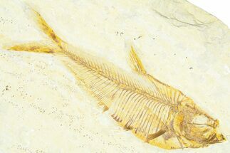 Detailed Fossil Fish (Diplomystus) - Wyoming #367571