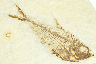 Detailed Fossil Fish (Diplomystus) - Wyoming #367575