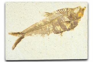 Detailed Fossil Fish (Diplomystus) - Wyoming #367578