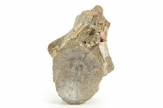 Rare, Fossil Aetosaur Cervical Vertebra - New Mexico #367569
