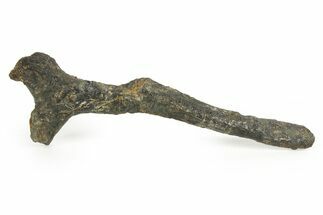 Fossil Ornithischian Dinosaur Ischium - Wyoming #367595