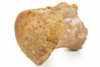 Fossil Spinosaurus Dorsal Vertebra Centrum - Morocco #367603