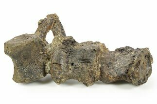 Articulated Ornithischian Dinosaur (Camptosaurus) Vertebrae -Wyoming #367604