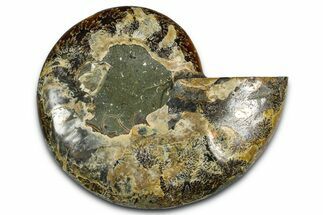Cut & Polished Ammonite Fossil (Half) - Madagascar #364885