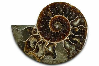 Cut & Polished Ammonite Fossil (Half) - Madagascar #364885