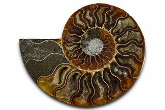 Cut & Polished Ammonite Fossil (Half) - Madagascar #364891