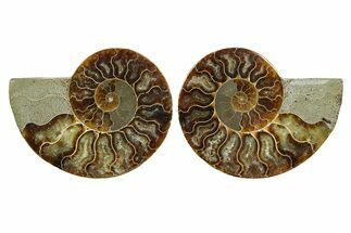 Cut & Polished Ammonite Fossil - Madagascar #364770