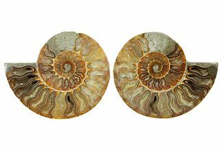 Cut & Polished Ammonite Fossil - Madagascar #364772