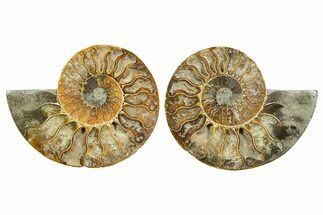 Cut & Polished Ammonite Fossil - Madagascar #364777