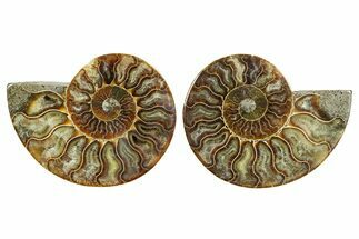 Cut & Polished Ammonite Fossil - Madagascar #364778