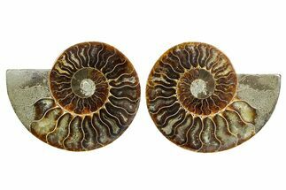 Cut & Polished Ammonite Fossil - Madagascar #364779