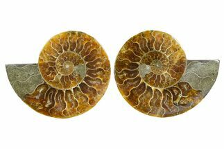 Cut & Polished Ammonite Fossil - Madagascar #364780