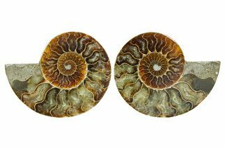 Cut & Polished Ammonite Fossil - Madagascar #364782