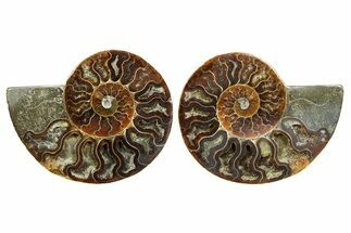 Cut & Polished Ammonite Fossil - Madagascar #364783