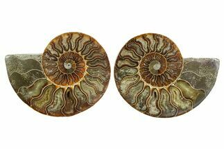 Cut & Polished Ammonite Fossil - Madagascar #364784
