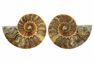 Cut & Polished Ammonite Fossil - Madagascar #364788