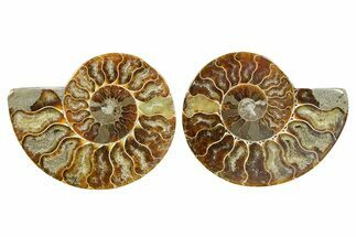 Cut & Polished Ammonite Fossil - Madagascar #364792