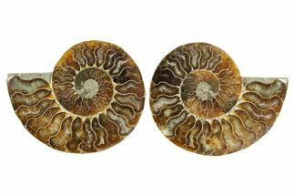 Cut & Polished Ammonite Fossil - Madagascar #364794