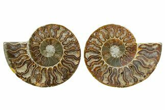Cut & Polished Ammonite Fossil - Madagascar #364799