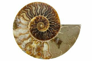 Cut & Polished Ammonite Fossil (Half) - Madagascar #364845