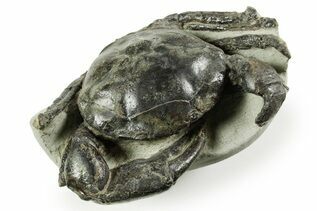 Premium Specimens For Sale