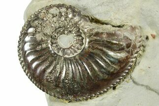 Pyritized Jurassic Ammonite (Amaltheus) Fossil - France #367610