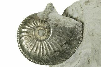 Pyritized Jurassic Ammonite (Amaltheus) Fossil - France #367613