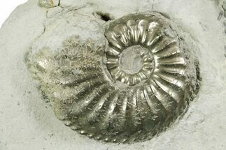 Pyritized Jurassic Ammonite (Amaltheus) Fossil - France #367616