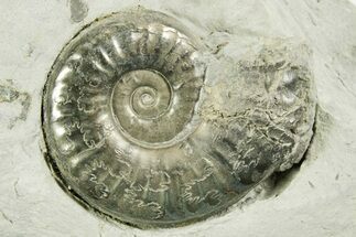 Pyritized Jurassic Ammonite (Fuciniceras) Fossil - France #367620