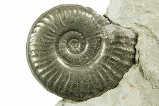 Pyritized Jurassic Ammonite (Fuciniceras) Fossil - France #367622