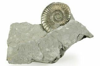 Pyritized Jurassic Ammonite (Fuciniceras) Fossil - France #367623