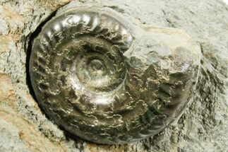 Pyritized Jurassic Ammonite (Hildoceras) Fossil - France #367640