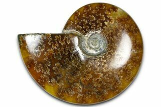 Polished Ammonite (Cleoniceras) Fossil - Madagascar #364995