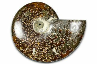 Polished Ammonite (Cleoniceras) Fossil - Madagascar #364997