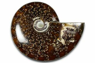 Polished Ammonite (Cleoniceras) Fossil - Madagascar #365014