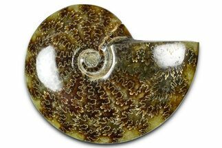 Polished Ammonite (Cleoniceras) Fossil - Madagascar #365015