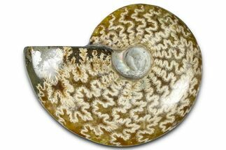 Polished Ammonite (Cleoniceras) Fossil - Madagascar #365022